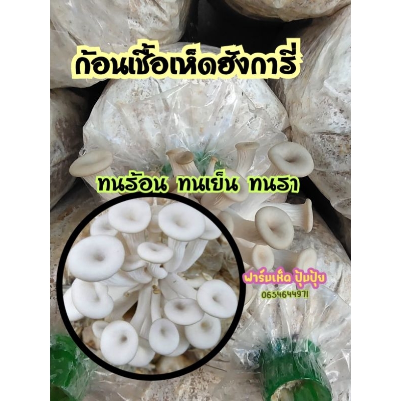 ก้อนเชื้อเห็ดฮังการี่ (ดอกสีขาว}ชุดทดลองปลูก 3 ก้อน เชื้อเดินเต็มแล้วค่ะ