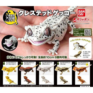 (ครบชุดพร้อมส่ง) กาชาปองตุ๊กแกตาหนามเบบี้ Gachapon Bandai Ikimono Encyclopedia Advance Crested Gecko Mini โมเดลสัตว์ฃ