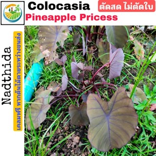 Colocasia Pineapple Princess ตัดสด ไม่ตัดใบ โคโลคาเซีย เจ้าหญิงสับปะรด