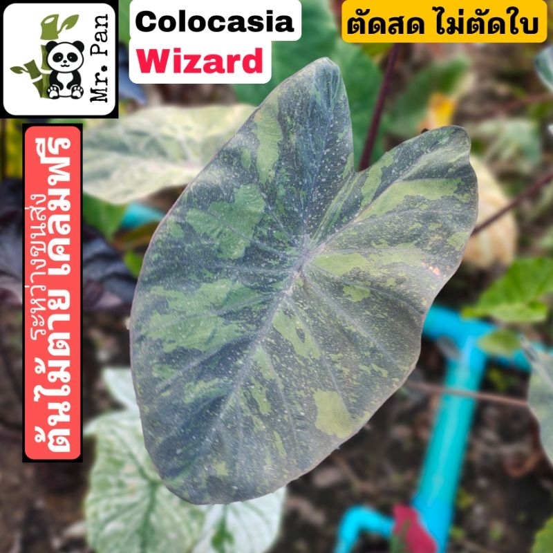 colocasia wizard ตัดสด ไม่ตัดใบ โคโลคาเซีย วิซาร์ท Hybrid Black Coral x Lemon Lime