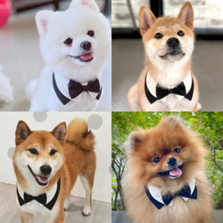 ปลอกคอสุนัข ทักซิโด้ พร้อมส่ง มีไซส์สุนัขใหญ่ มีหลายสี