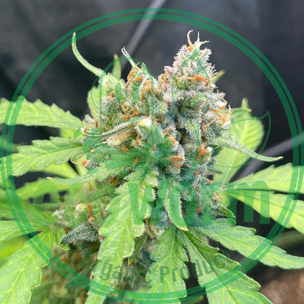 ปุ๋ย เร่งดอก มูลค้างคาวแท้100%🦇 Bat Guano(มูลเบา-มูลแห้ง-ไม่ผสมเพื่อเพิ่มน้ำหนัก)(P)High ติดดอก - รูปที่ 4