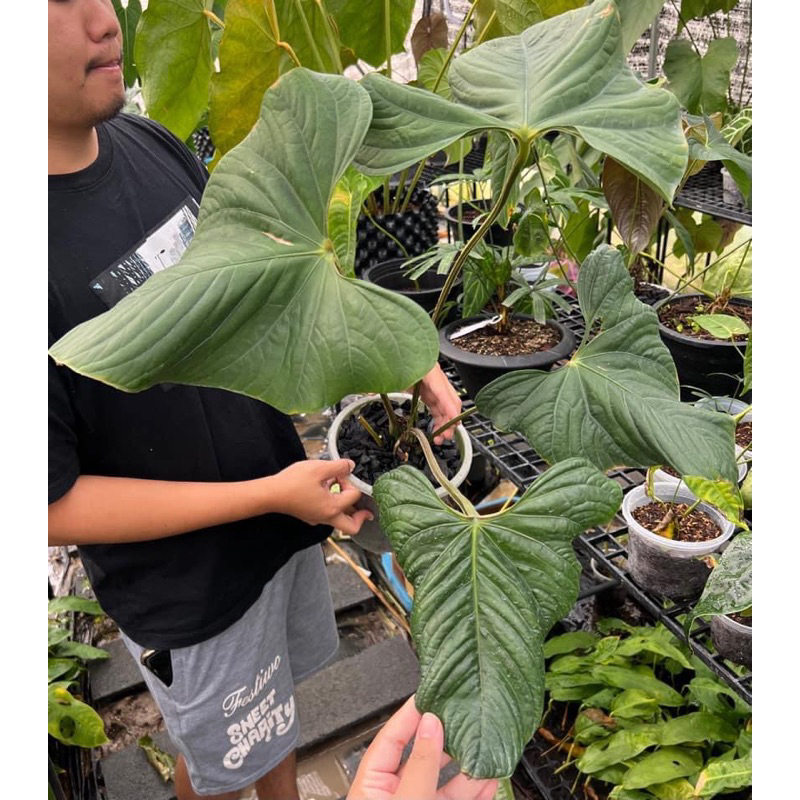 Anthurium sagittatum ต้นใหญ่ ก้านเหลี่ยม* (ไม่ค่อยมีในไทย ตัวดัง)