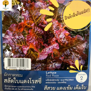 เมล็ด ผักกาดหอม ใบแดงโรสซี่  (Lettuce : Red Rosie )