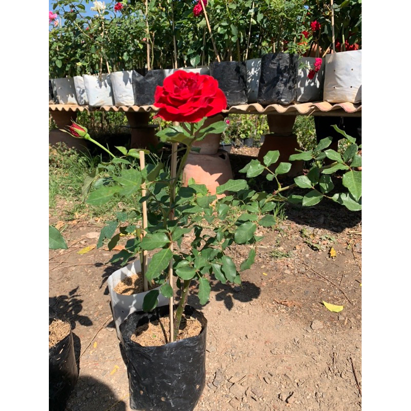 ต้นกุหลาบสีแดงสายพันดอกใหญ่แดงโมนา (มีหนาม) ถุง 6 นิ้ว🌹ปลูกง่าย ออกดอกใหม่เร็วตลอดปี