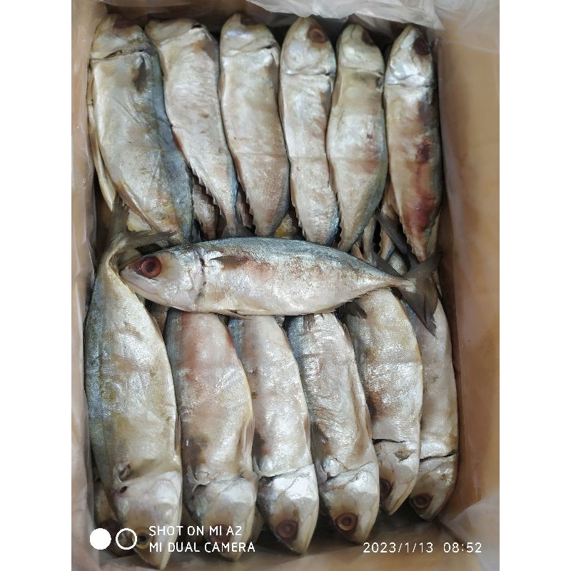 ปลาทูหอม แม่กลอง ตาแดงใส สดมากๆ เนื้อแน่น กลิ่นหอมมากจ้า 4-5ตัว น้ำหนัก 470-480g - รูปที่ 2