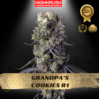 Grandpas Cookies R1 Ethos Genetics โฟโต้ เพศเมีย ลำต้นแข็งแรงพร้อมลงดิน ต้นชำกัญชา,ต้นโคลนนิ่งกัญชา,ต้นกัญ