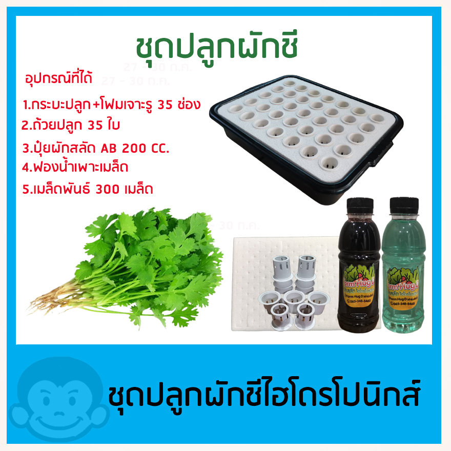 ชุดทดลองปลูกผักชี ไฮโดรโปนิกส์ ปลูกผักไร้ดิน 35 ช่อง (สำหรับมือใหม่)
