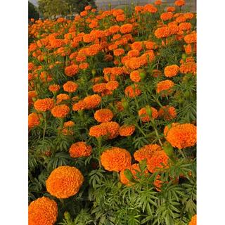 ดอกดาวเรืองสีส้มล้วนดอกใหญ่300 เมล็ดพันธุ์
