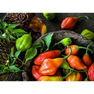 เมล็ดพันธุ์พริก อาจิ เรนฟอเรสต์ (Aji Rainforest Hot Pepper Seed) บรรจุ 25 เมล็ด ของแท้ คุณภาพดี ราคาถูก นำเข้าจากต่างประ