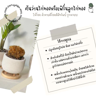 ไม้มงคลตั้งโต๊ะทำงาน ไม้ฟอกอากาศ ไม้ประดับ กระถางอิฐมวลเบา+จานรองไม้ กวักมรกต ว่านไก่ทอง รวยไม่เลิก ริ้บบิ้นชาลี