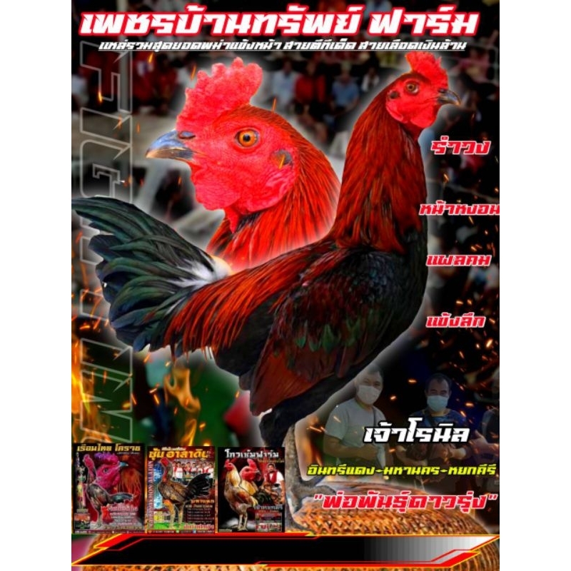 ไข่เชื้อไก่ชนพม่าสายเลือดเงินล้านพิเศษราคา3ฟอง300บาท