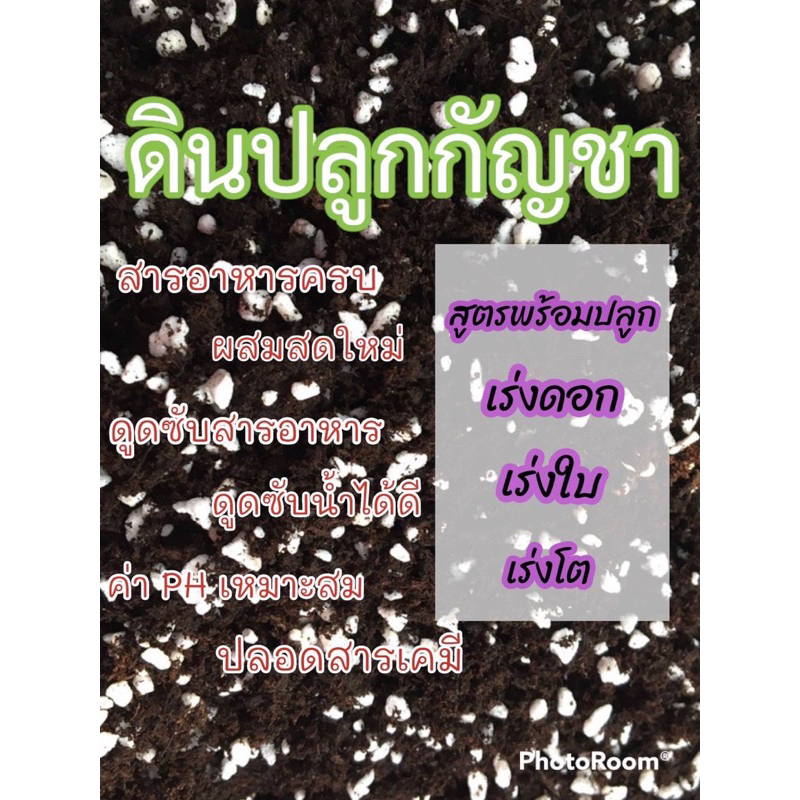 ดินปลูกกัญ ฟรี โอจี-เป็ดม่วง15เมล็ด สายเขียว-สมุนไพร Super420 เร่งดอก เร่งราก เร่งใบ