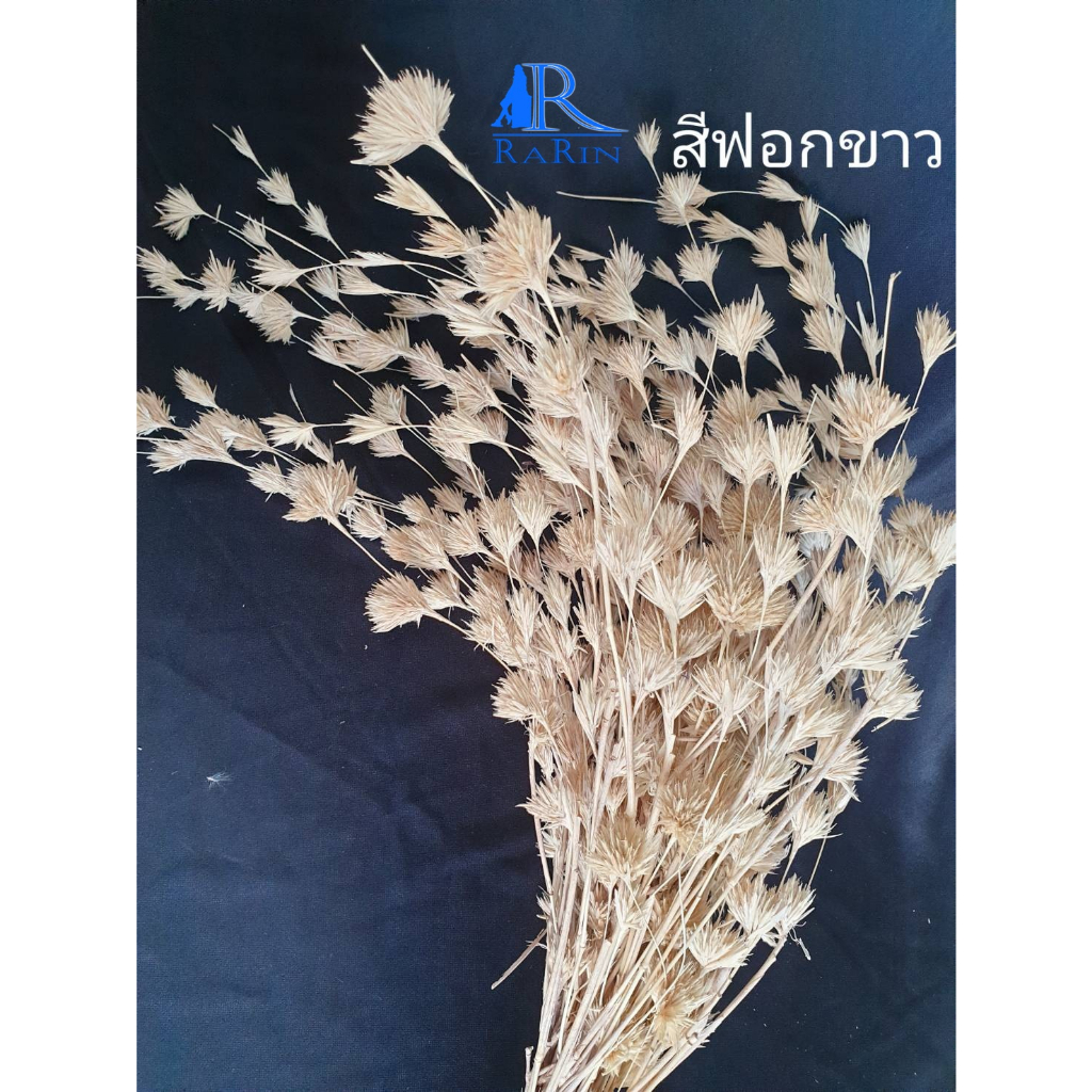 Rarin🌾ดอกไผ่ห้วยลึก🌾ดอกไผ่ (สีฟอกขาว) ดอกไม้เมืองหนาว สำหรับตกแต่บ้าน ร้าน งานแต่ง พร๊อพถ่ายรูปเก๋ๆ