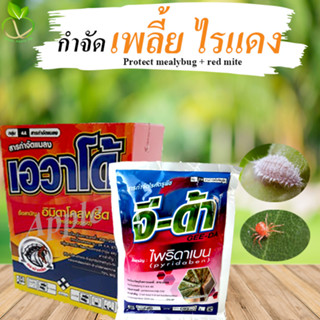 อิมิดาโคลพริด ยากำจัดเพลี้ย 100 กรัม + ไพริดาเบน ยากำจัดไรแดง 100 กรัม ยากำจัดไร ยาฆ่าเพลี้ยไฟ ยาเพลี้ย ยาฆ่าเพลี้ย
