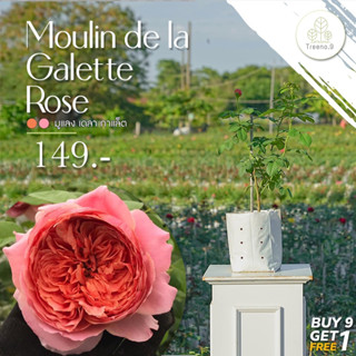 Treeno.9 T350 Moulin de la Galette Rose (กุหลาบ มูแลง เดลา กาแล็ต) ดอกสีชมพู ต้นใหญ่ ถุง 8 นิ้ว สูง 60-70 ซม. ไม้ดอกประดับ ดอกสวย ออกดอกตลอดทั้งปี (ต้นไม้)