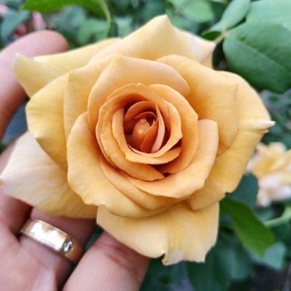 กุหลาบ​ ฮันนี่ดีจอร์น​ (Honey Dijon​ Rose)​