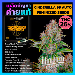 เมล็ดพันธุ์ CINDERELLA 99 AUTO Feminized เมล็ดค่าย Blimburn Seeds นำเข้าจาก สเปน รับประกัน แท้100% แบ่งขาย