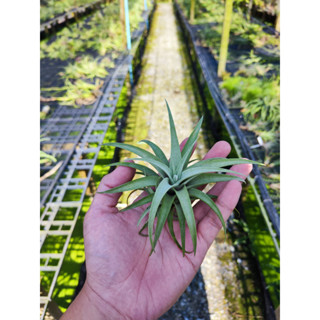 Tillandsia capitata silver rose ทิลแลนเซีย