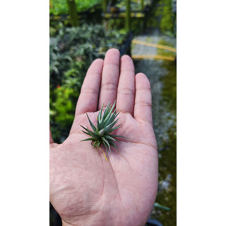 Tillandsia lolicea ทิลแลนเซีย