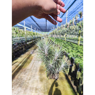 Tillandsia funckiana แบบติดตอไม้ ทิลแลนเซีย