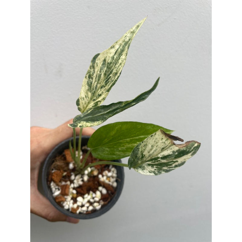 Amydium Zippelianum variegated