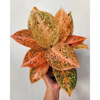 ทรัพย์มงคลสีส้ม/ทรัพย์มงคลส้ม กระถาง 6 นิ้ว 6-7 ใบ แรร์ไอเทม Aglaonema orange จัดส่งทั้งกระถาง