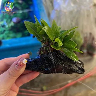 ขอนอเมซอน (จิ๋ว)🌱🌱💦💦