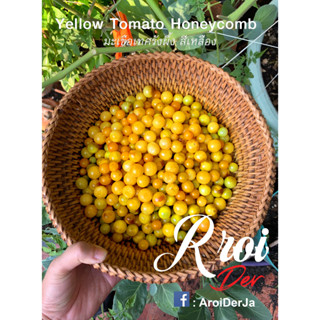 เมล็ดพันธุ์มะเขือเทศ มะเขือเทศเลื้อย Yellow Honeycomb tomato