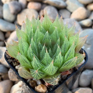 Haworthia victata ส่งทั้งกระถางจ้า