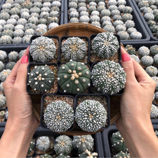 🔥🔥🔥 Set8ต้นสุดปังราคาถูกสุดสุด🥳🥳🥳🦄🌈Astrophytum asterias SUPER KABUTO ลูกไม้พ่อแม่ไต้หวัน 🇹🇼 ขนขาวแน่นโอโม่ Size3.2 cm+++