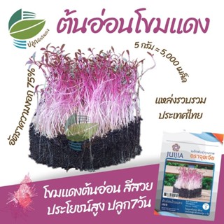 เมล็ดพันธุ์ ต้นอ่อน ผักโขมแดง  (Red Amaranth Microgreen)