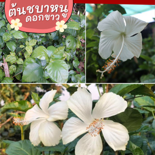 ต้นชบาหนู ชบาหนูสีขาว ชบาหนูสีขาว ต้นชบาหนูจิ๋ว Hibiscus ต้นกล้าชบา