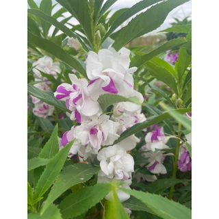 เมล็ดเทียนซ้อน แฟนซี คละสี 300เมล็ด