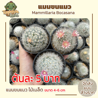 แคคตัส แมมขนแมว Mammillaria Bocasana ไม้เมล็ด ขนาด4-5ซม (สั่งขั้นต่ำ4ต้น)