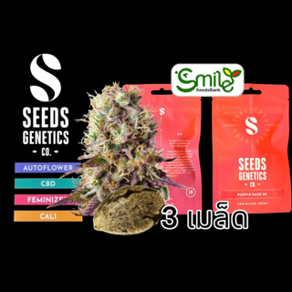 เมล็ดกัญชา Seeds Genetics - Purple Haze (Fem)