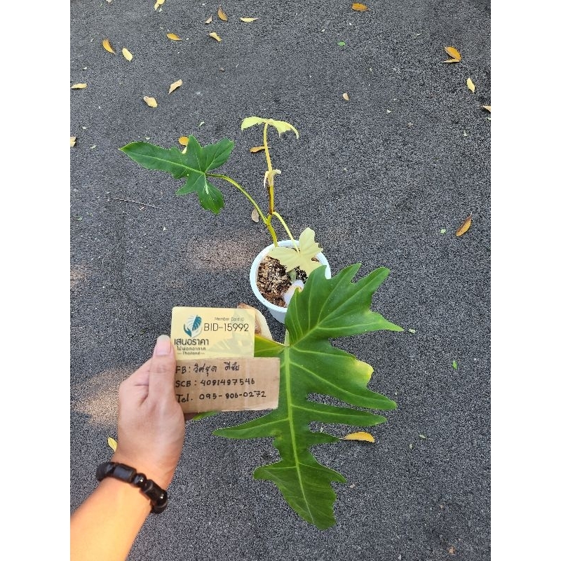 philodendron​ golden​dragon​ var​ ❗❗​rare❗️​❗