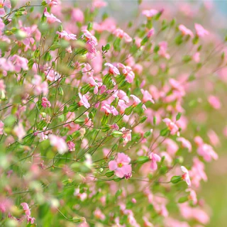 เมล็ดพันธุ์ยิปโซ พันธุ์ดอกไม้ 100เมล็ด Mixed Color Gypsophila Flower Seeds พุ่มใหญ่พร้อมลวดแขวน ดอกไม้จริง