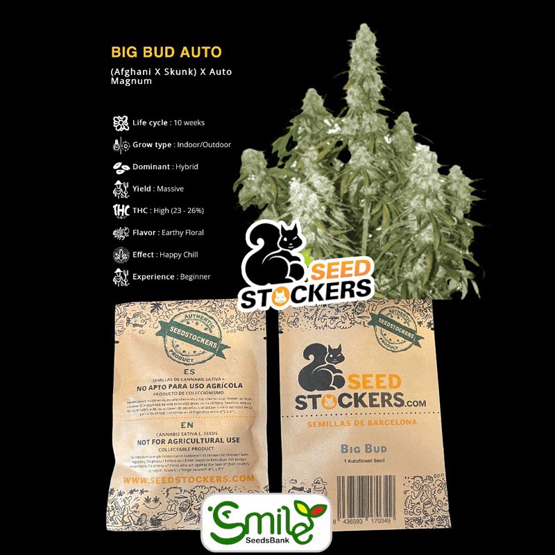 เมล็ดกัญชา Big Bud (Auto) - Seed Stockers