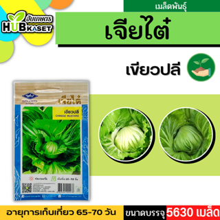 เจียไต๋ 🇹🇭 เขียวปลี ขนาดบรรจุประมาณ 5630 เมล็ด อายุเก็บเกี่ยว 65-70 วัน