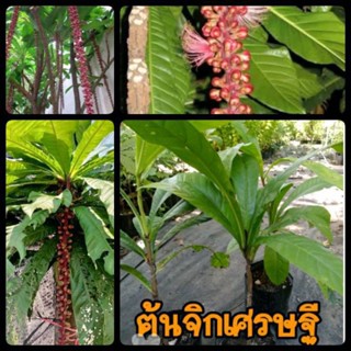 ต้นจิกเศรษฐี สูง 30-50ซม. ในถุงขนาด3.5×9นิ้ว ส่งฟรี