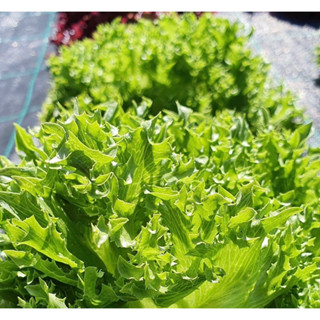 สลัดฟินเลย์ 100 เมล็ด 10เเถม 2