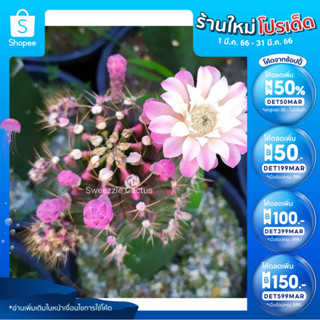 *ซื้อ 1 แถม 1* กระบองเพชร แคคตัส (Cactus) ไม้กราฟ พิ้งค์ไดม่อน (Pink Diamond/PDM) กราฟตอ 3 เหลี่ยม (รูป1-4ต้นแม่)