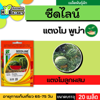 ซีดไลน์ 🇹🇭 แตงโมลูกผสม พูม่า ขนาดบรรจุประมาณ 20 เมล็ด อายุเก็บเกี่ยว 65-75 วัน