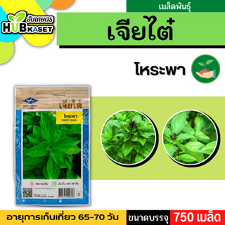 เจียไต๋ 🇹🇭 โหระพา ขนาดบรรจุประมาณ 750 เมล็ด อายุเก็บเกี่ยว 65-70 วัน