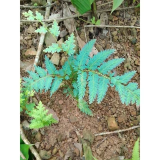 เฟิร์นกนกนารีสีฟ้า ชุด 10 ต้น