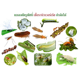 บิวเวอร์เรีย+เมธาไรเซียม +พาซิโลมัยซิส+บีที+ฮอร์โมนพืชทางใบ ชนิดน้ำพร้อมใช้ กำจัดไข่แมลง ตัวแมลง หนอนศัตรูพืช 100%ชีวภาพ