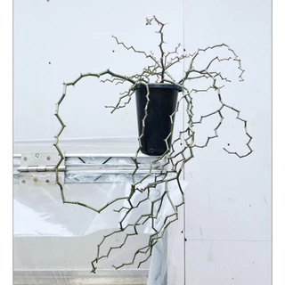Decarya madagascariensis ซิกแซก .Rare Item,ไม้หายาก,ไม้สะสม มีกิ่งตัดสดให้ลองชำค่ะ
