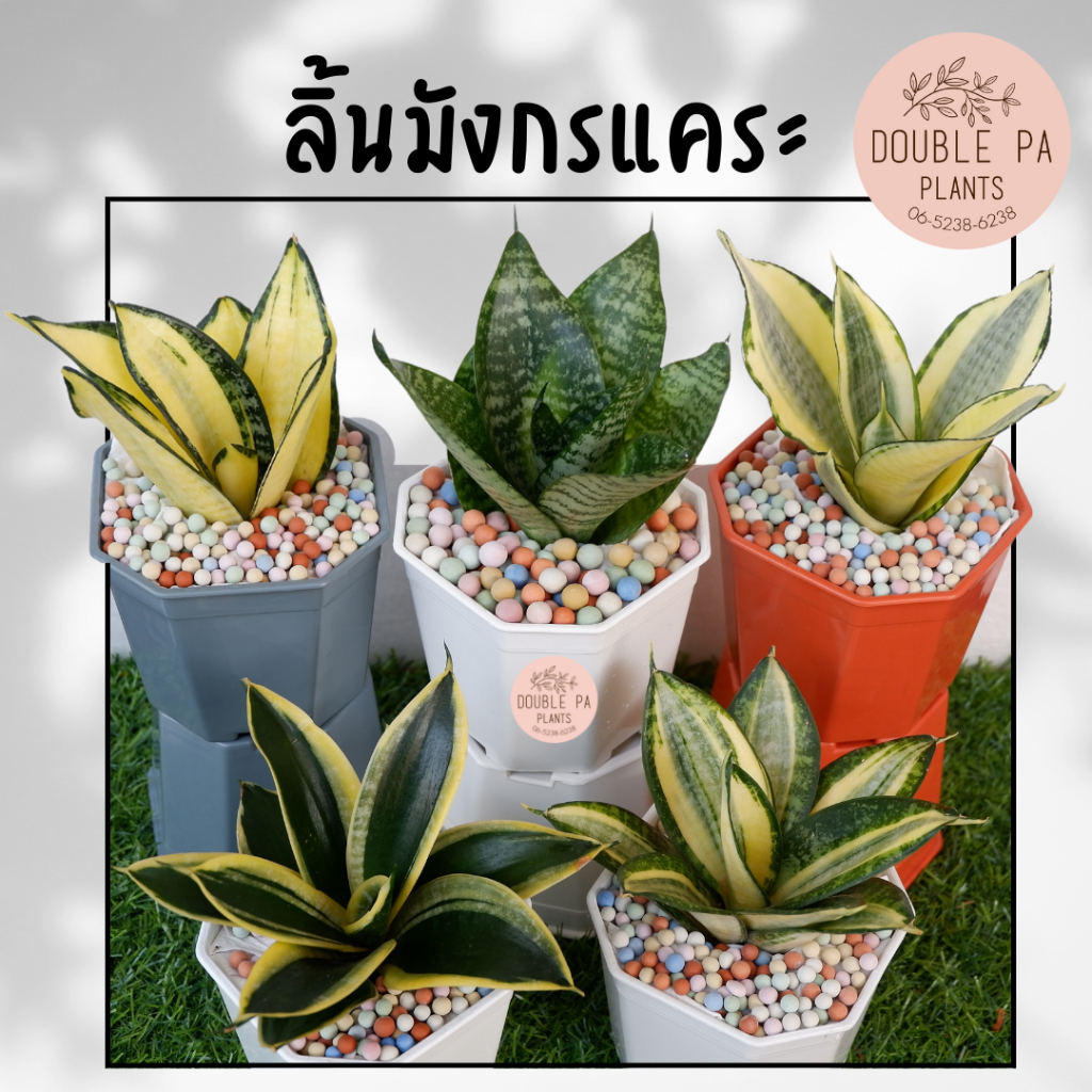 🍀ต้นลิ้นมังกรแคระ มี 5 พันธุ์ให้เลือก🍀 ​ไม้มงคล ไม้ฟอกอากาศเลี้ยงง่าย ฟรี! เม็ดPopper ทุกกระถาง