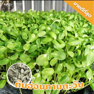 เมล็ดทานตะวันสำหรับเพาะงอก คัดคุณภาพ อัตราการงอก 95% UP (ลายไทย ฤดูกาลใหม่) ราคาปลีก-ส่ง